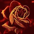 Advisor_Rose